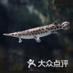 鳄雀鳝最新爆料图片视频,最新图片视频揭秘神秘生物